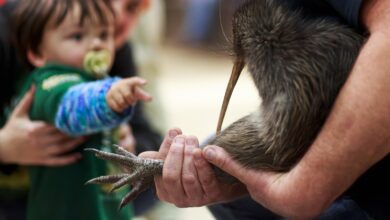 A citizen campaign returns iconic kiwi birds to New Zealand’s capital after a century-long absence