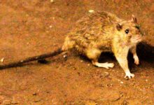 A suspected outbreak of the rare hantavirus on a cruise ship in the Atlantic Ocean kills 3 people