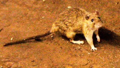 A suspected outbreak of the rare hantavirus on a cruise ship in the Atlantic Ocean kills 3 people
