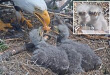 Big Bear bald eagle baby chicks named in touching tribute