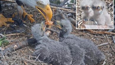 Big Bear bald eagle baby chicks named in touching tribute