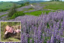 California park highlights wildflowers despite recent bloom vandalism