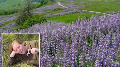 California park highlights wildflowers despite recent bloom vandalism