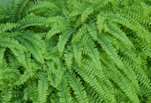 Spring Refresh: How Ferns Can Transform Your Outdoor Space