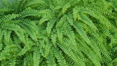Spring Refresh: How Ferns Can Transform Your Outdoor Space