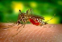 How Climate Change Is Helping Tropical Diseases Gain A Foothold In The U.S.