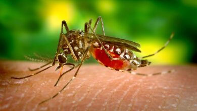 How Climate Change Is Helping Tropical Diseases Gain A Foothold In The U.S.