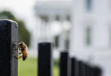 Huge Swarm Of Bees Shows Up On White House Lawn