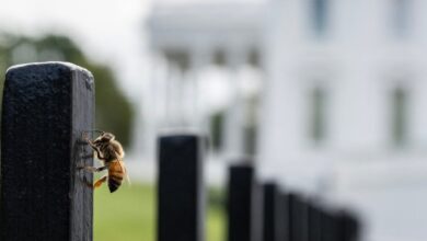 Huge Swarm Of Bees Shows Up On White House Lawn