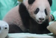 Indonesia’s first giant panda cub, Rio, is growing and healthy before his public debut