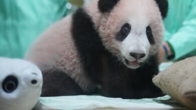 Indonesia’s first giant panda cub, Rio, is growing and healthy before his public debut Indonesia’s first giant panda cub, Rio, is growing and healthy before his public debut