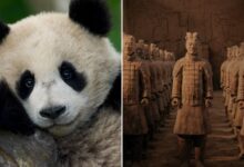 Jimmy O. Yang to Narrate ‘Panda School’ Doc for Beach House Pictures