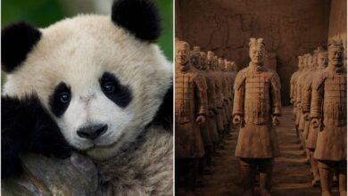 Jimmy O. Yang to Narrate ‘Panda School’ Doc for Beach House Pictures