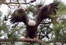 Texas man faces jailtime for killing bald eagle that landed in his tree