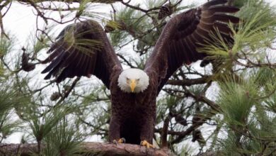 Texas man faces jailtime for killing bald eagle that landed in his tree Texas man faces jailtime for killing bald eagle that landed in his tree