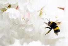 The Best Outdoor Plants for Keeping Mosquitoes and Pests Away