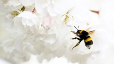The Best Outdoor Plants for Keeping Mosquitoes and Pests Away The Best Outdoor Plants for Keeping Mosquitoes and Pests Away