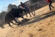 Bronx rodeo where rider was hurled from bull and trampled on didn’t have permit: report