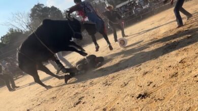 Bronx rodeo where rider was hurled from bull and trampled on didn’t have permit: report
