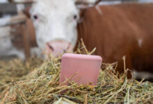 Can a Phone Be a Cow? (with Philip Auerswald)