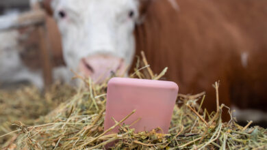 Can a Phone Be a Cow? (with Philip Auerswald) Can a Phone Be a Cow? (with Philip Auerswald)