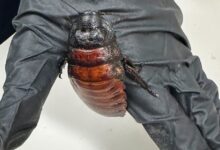 Cockroach Kingpin Busted With 100K Illegal Insects