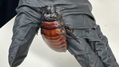 Cockroach Kingpin Busted With 100K Illegal Insects