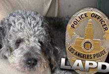 Family of Dog Killed by LAPD Will Sue if Not Handled ‘Appropriately’