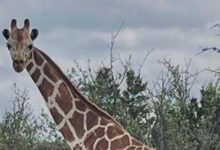 Gracie The Giraffe Rescued After Two Weeks On The Lam