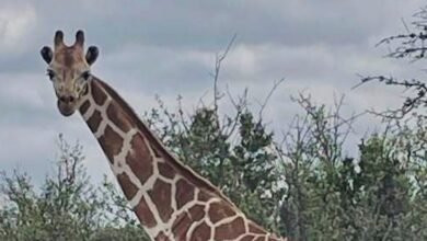 Gracie The Giraffe Rescued After Two Weeks On The Lam