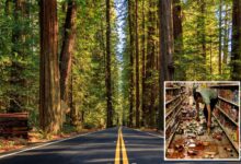 Hidden fault capable of devastating earthquakes uncovered deep in California forest
