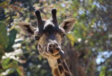 LA Zoo teeters on edge of crisis facing crumbling facilities and budget strain