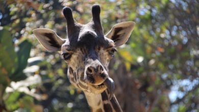 LA Zoo teeters on edge of crisis facing crumbling facilities and budget strain LA Zoo teeters on edge of crisis facing crumbling facilities and budget strain