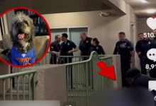 LAPD Shoots and Kills Dog As Owner Celebrates Knicks’ NBA Championship