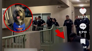 LAPD Shoots and Kills Dog As Owner Celebrates Knicks’ NBA Championship LAPD Shoots and Kills Dog As Owner Celebrates Knicks’ NBA Championship