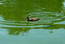 Lincoln Memorial Reflecting Pool Is Looking ‘Quite Green’ And Filled With Algae After Trump Renovations