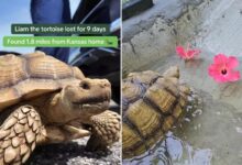 Missing tortoise reunited with family after Missouri search
