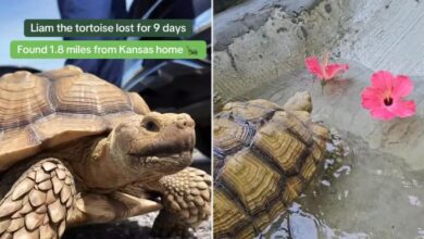 Missing tortoise reunited with family after Missouri search Missing tortoise reunited with family after Missouri search