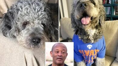 National Action Network demand LAPD bodycam footage after dog executed during Knicks celebration National Action Network demand LAPD bodycam footage after dog executed during Knicks celebration