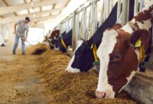 Science-Based Targets Initiative sets out corporate net-zero revamp