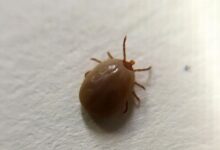 The Rising Threat Of Tick-Borne Diseases In America—Here’s What To Know
