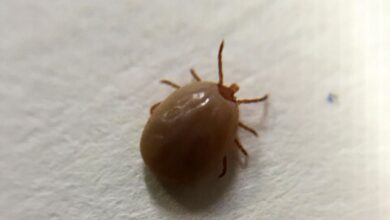The Rising Threat Of Tick-Borne Diseases In America—Here’s What To Know The Rising Threat Of Tick-Borne Diseases In America—Here’s What To Know