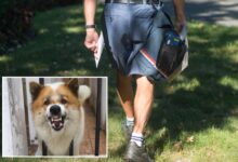 Urgent warning issued to pet owners after USPS reveals shocking number of dog attacks on mail carriers