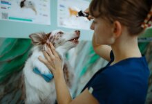 For Many Pet Owners, One Surprise Vet Bill Can Be Crippling