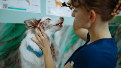 For Many Pet Owners, One Surprise Vet Bill Can Be Crippling