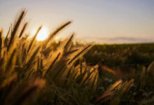 Wheat Holding Mixed on Monday Morning