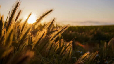 Wheat Holding Mixed on Monday Morning