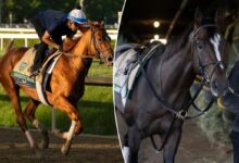 Which horses to use in exactas, trifectas?