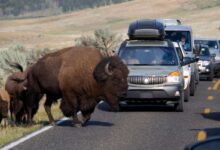 Yellowstone National Park bison attack leaves 12-year-old hospitalized