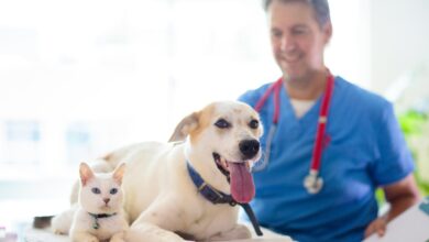 FDA clears emergency use of drug to fight screwworm infections in pets FDA clears emergency use of drug to fight screwworm infections in pets